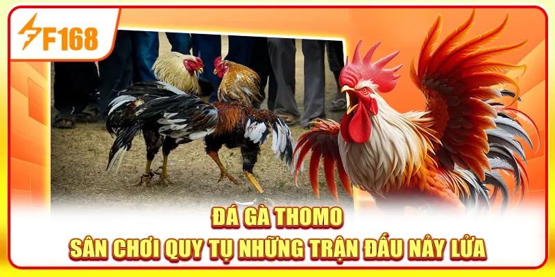 Đá Gà Thomo - Sân Chơi Quy Tụ Những Trận Đấu Nảy Lửa 1 Đá gà Thomo