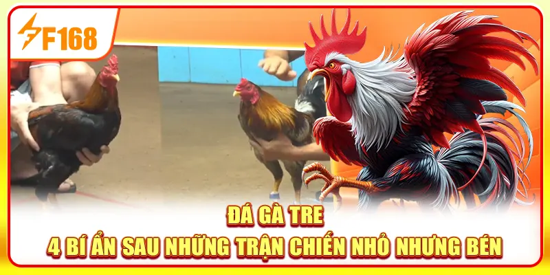 Đá Gà Tre - 4 Bí Ẩn Sau Những Trận Chiến Nhỏ Nhưng Bén 1 Đá gà tre