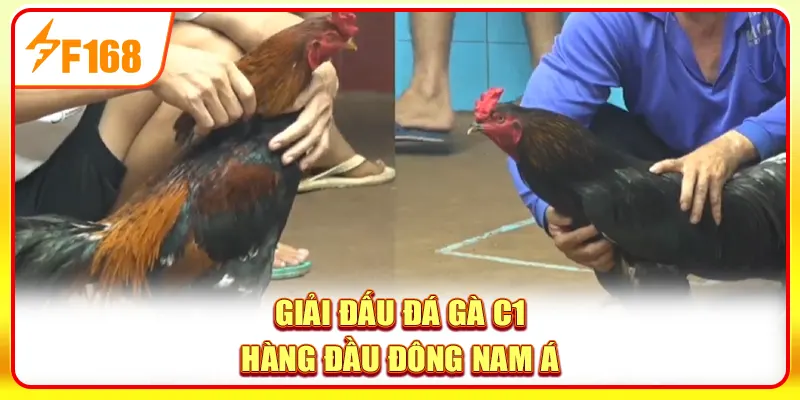 Giải đấu đá gà C1 hàng đầu Đông Nam Á
