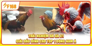 Đá gà C1